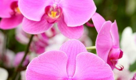 Dresdner Ostern mit  Internationaler Orchideenwelt